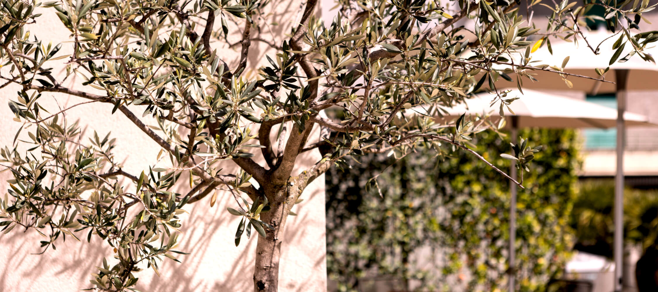 City_Hotel_Merano_Spa_Terrasse_Detail_BeatricePilotto_JH5A7986_2250x1000