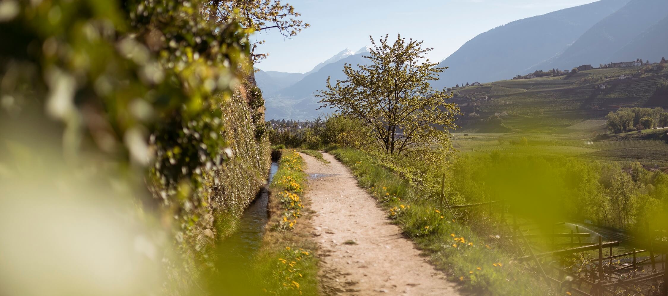 Italien-Trentino_Suedtirol_Alto_Adige_Merano_Meran_Besichtigen_Natur_Maiser_Waalweg _Sommer_Spring_IDM_PatrickSchwienbacher_3_2250x1000