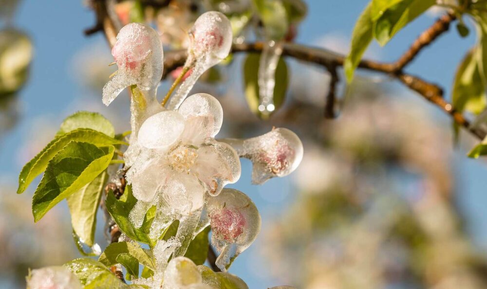 Apfelblüte rund um Meran