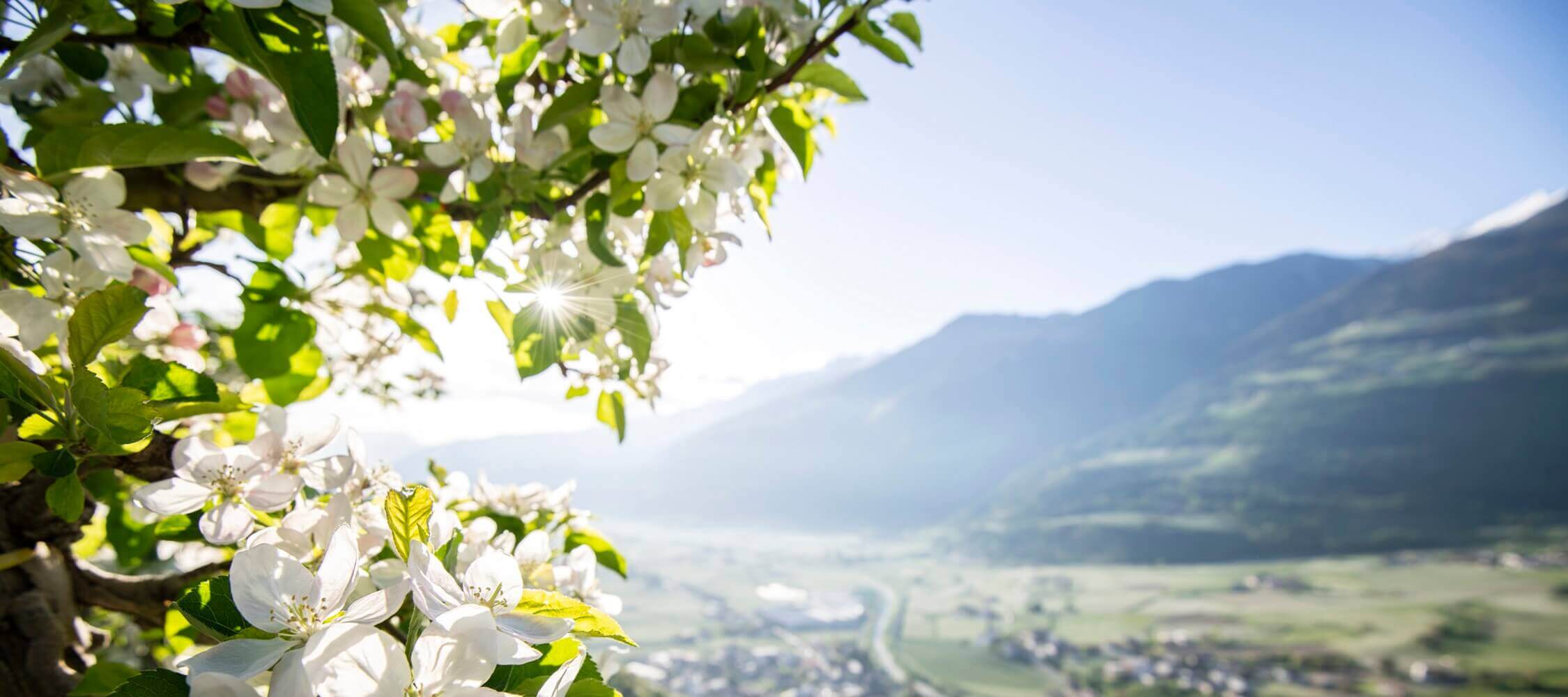 Italien-Trentino_Suedtirol_Alto_Adige_Merano_Meran_Natur_Fruehling_Apfelbluete_IIDM-AlexFilz_4436_2250x1000