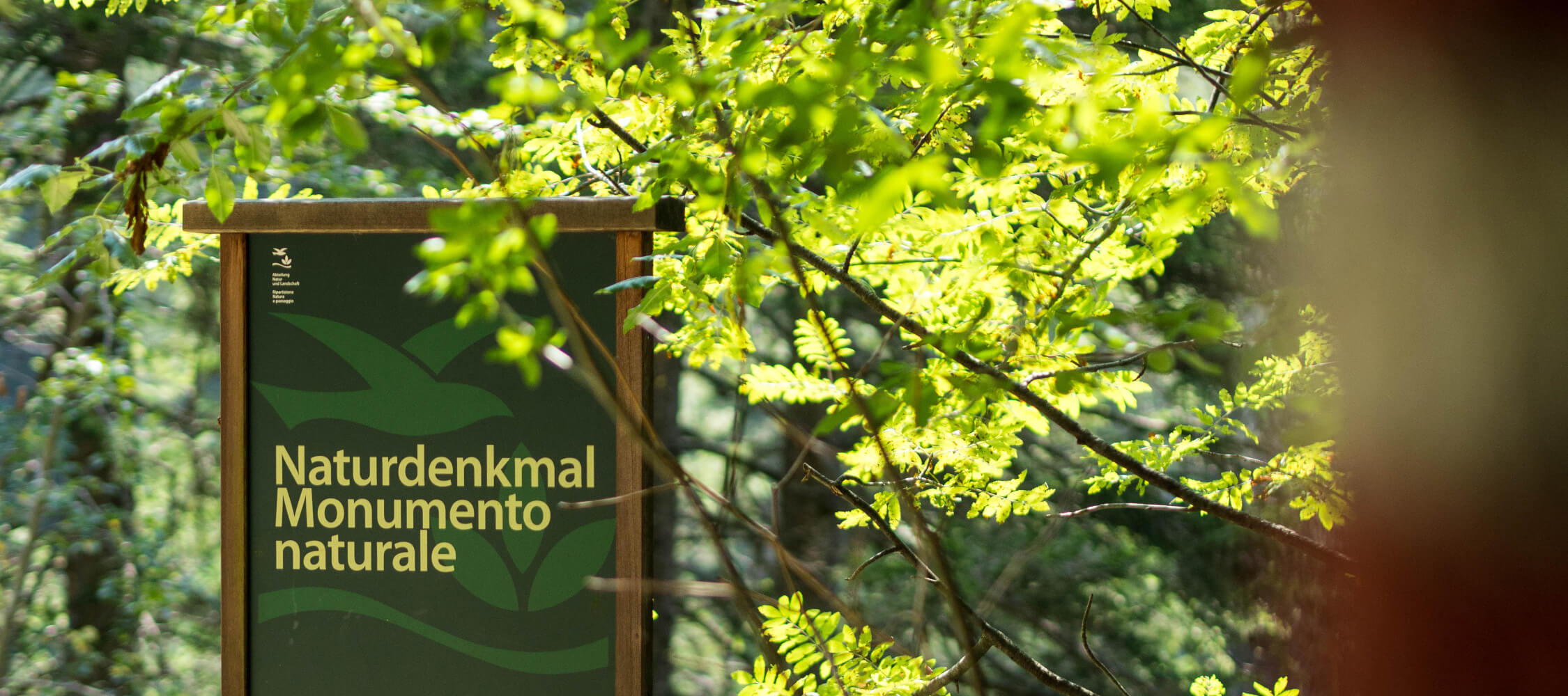 Italien-Trentino_Suedtirol_Alto_Adige_Merano_Meran_Natur_Sommer_Laufen_Joggen_Passer_Lazag-idm05685hebe_2250x21000